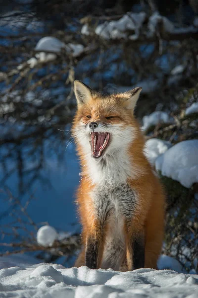 Κόκκινη Αλεπού Στην Άγρια Φύση — Φωτογραφία Αρχείου