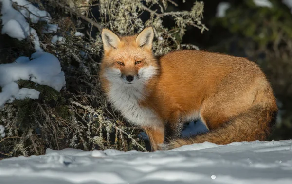 Rödräv Naturen — Stockfoto