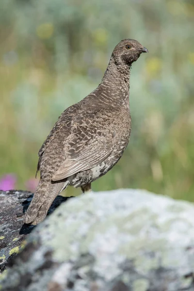 Sluitingen Van Korhoenders Wilde Natuur Canada — Stockfoto