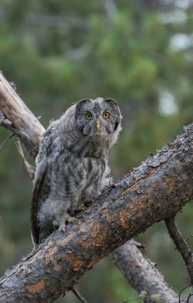 Grande Coruja Cinza Natureza Selvagem Alberta Canadá — Fotografia de Stock