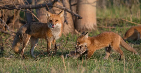 公園で一緒に捕獲されたかわいい赤いキツネ — ストック写真