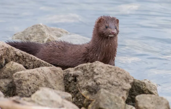 Mink Naturaleza —  Fotos de Stock