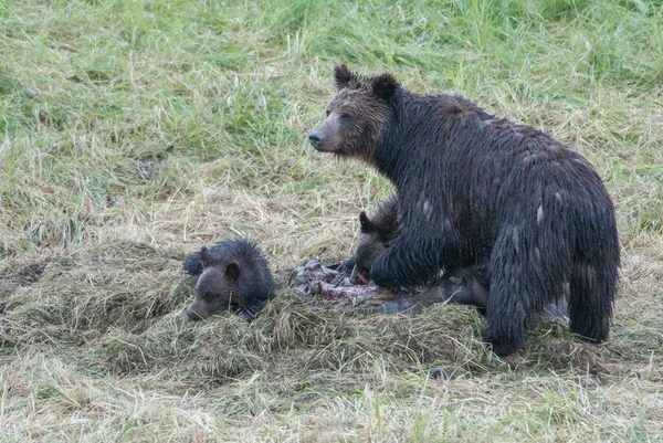 Famille Des Grizzlis Dans Nature — Photo