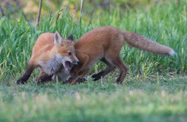 公園で一緒に捕獲されたかわいい赤いキツネ — ストック写真