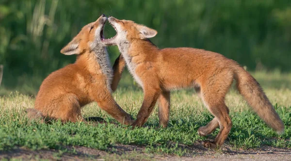 Niedliche Rotfüchse Gemeinsam Der Natur — Stockfoto