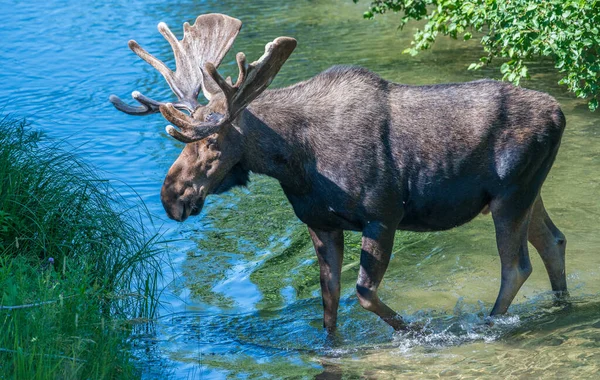 Bull Moose Wild — Stock Photo, Image