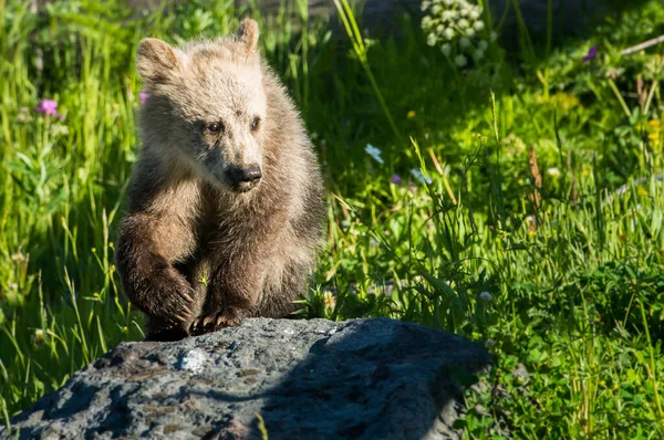 Niedźwiedź Grizzly Dziczy — Zdjęcie stockowe