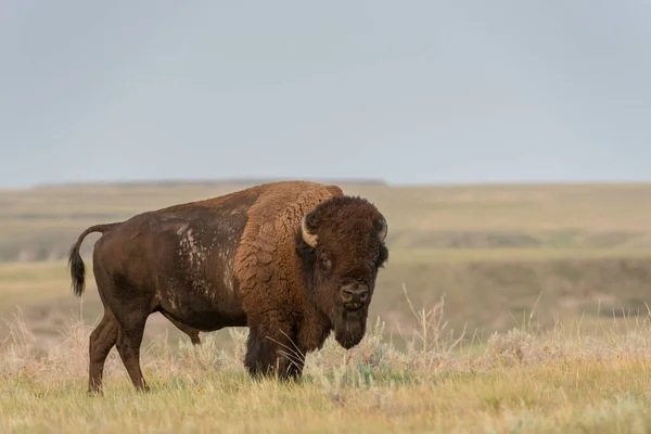 Bisonte Naturaleza — Foto de Stock