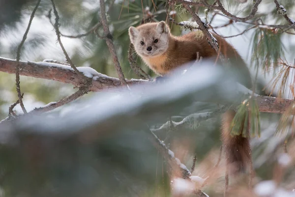 Пайн Мартен Сидить Дереві Банф Національному Парку Альберта Канада — стокове фото