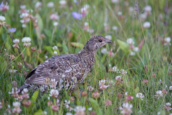 Sluitingen Van Korhoenders Wilde Natuur Canada — Stockfoto