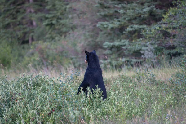 Černý Medvěd Divočině — Stock fotografie