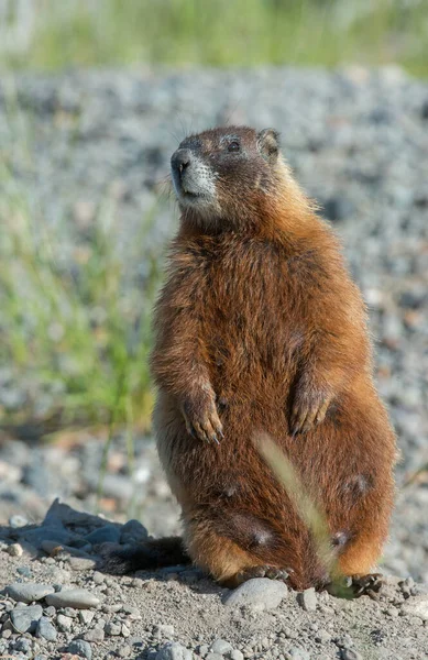 Gros Plan Marmotte Dans Nature Sauvage — Photo