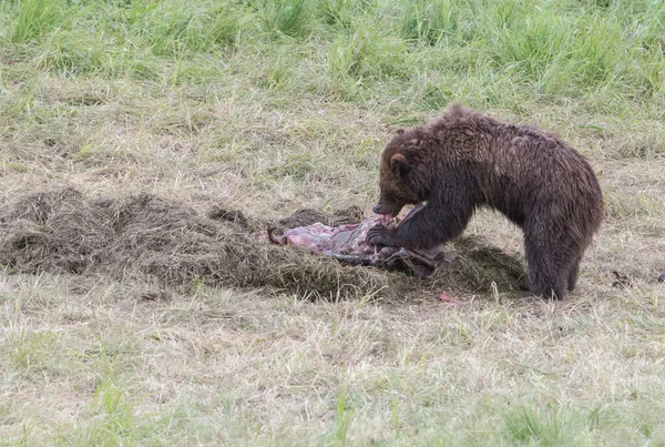 Medvěd Grizzly Divočině — Stock fotografie