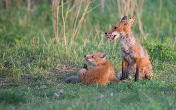 Raposas Vermelhas Bonitos Juntos Natureza — Fotografia de Stock
