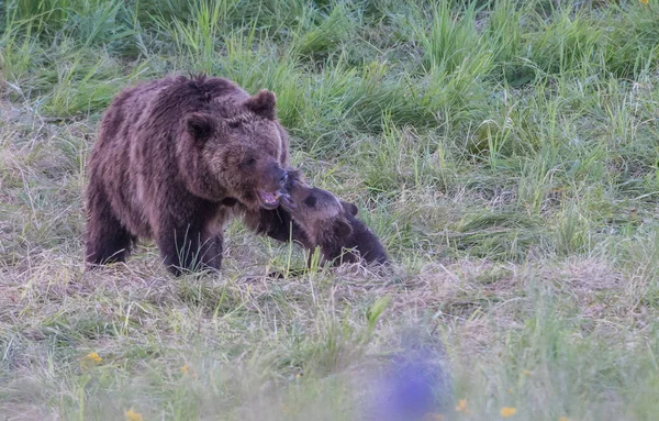 Medvěd Grizzly Divočině — Stock fotografie