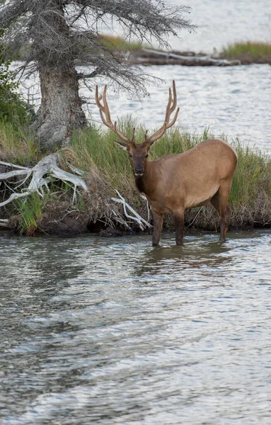 Wapiti État Sauvage — Photo