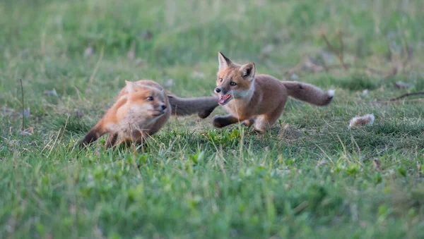 公園で一緒に捕獲されたかわいい赤いキツネ — ストック写真