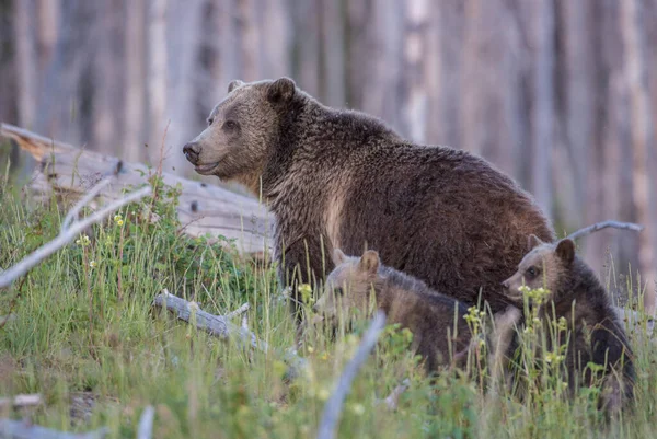 Niedźwiedzie Grizzly Dziczy — Zdjęcie stockowe