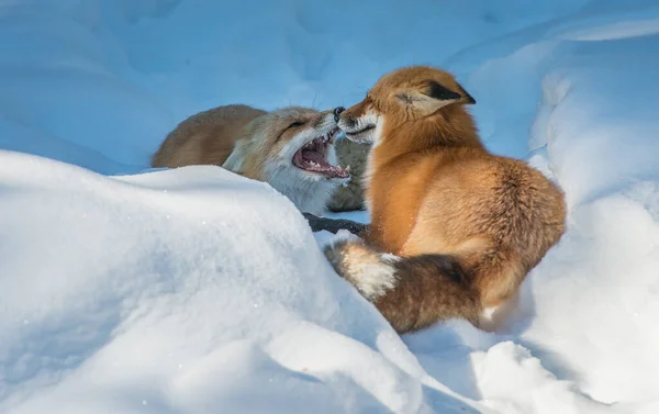 Rotfuchs Freier Wildbahn — Stockfoto