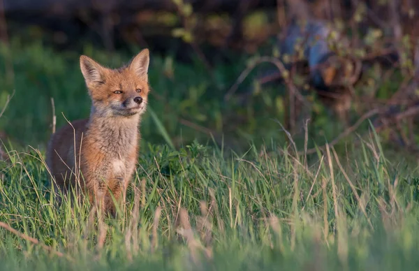 Malerischer Blick Auf Den Schönen Rotfuchs Park — Stockfoto