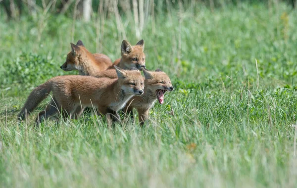 Schattige Rode Vossen Samen Natuur — Stockfoto