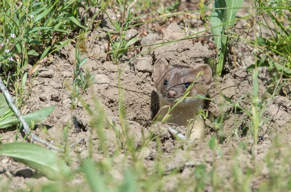 Belette Longue Queue Dans Nature — Photo