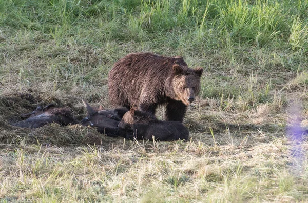 Grizzly Beer Het Wild — Stockfoto