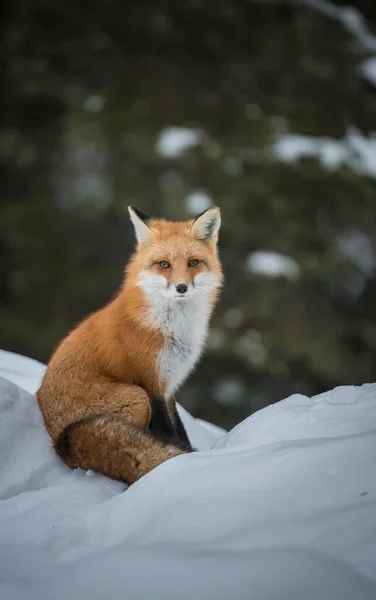 Red Fox Sălbăticie — Fotografie, imagine de stoc