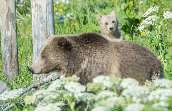 Orso Grizzly Natura — Foto Stock