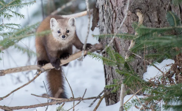 Martora Pino Seduta Sull Albero Nel Banff National Park Alberta — Foto Stock