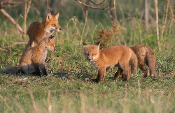 公園で一緒に捕獲されたかわいい赤いキツネ — ストック写真