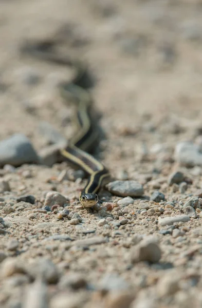 Detailní Pohled Plazení Hadů Zemi — Stock fotografie