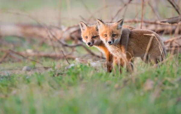 Mignon Renards Rouges Ensemble Nature — Photo