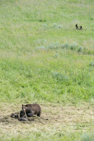 Brown Grizzly Bear Wild Nature — Stock Photo, Image