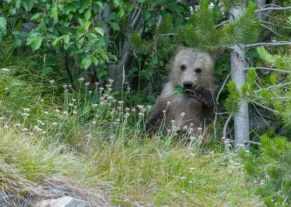 Grizzly Urso Família Natureza — Fotografia de Stock