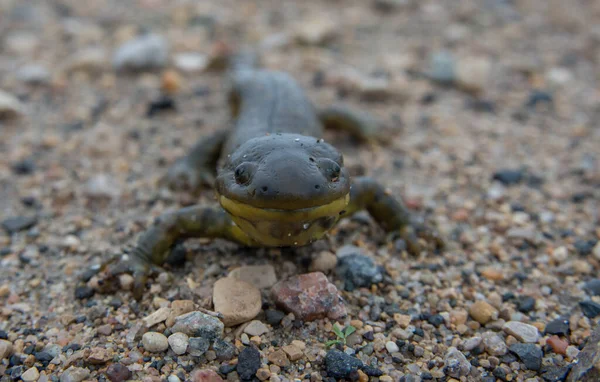 Salamandra Tigre Naturaleza —  Fotos de Stock