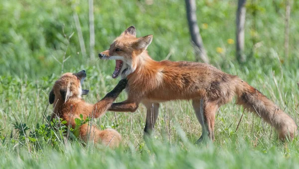 Mignon Renards Rouges Ensemble Nature — Photo