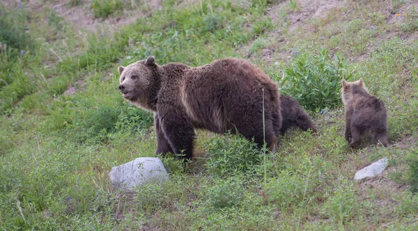 Medvědi Grizzly Divočině — Stock fotografie