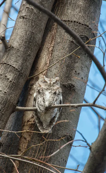 Eastern Screech Owl Ontario — Stock Photo, Image