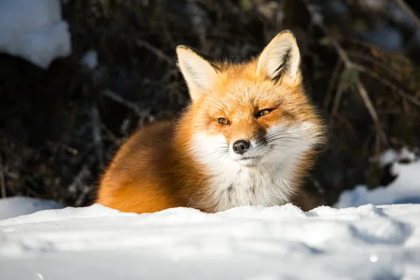 Rode Vos Het Wild — Stockfoto