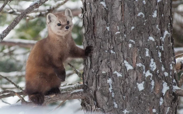 Pine Marten Sentado Árvore Banff National Park Alberta Canadá — Fotografia de Stock