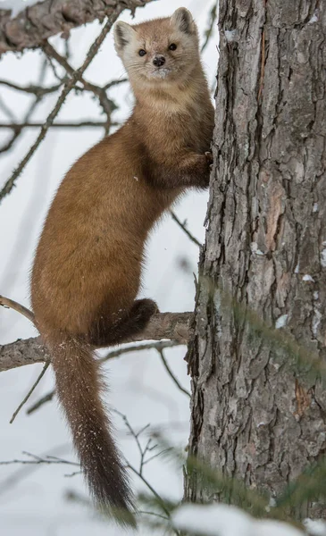 Martora Pino Seduta Sull Albero Nel Banff National Park Alberta — Foto Stock