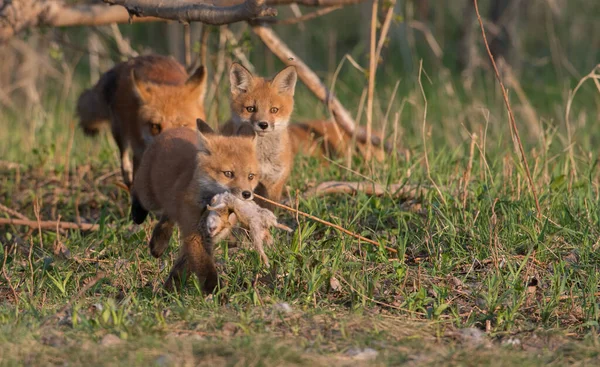 Carino Volpi Rosse Insieme Erba Natura Selvaggia — Foto Stock