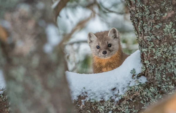 Pine Marten Sitting Tree Banff National Park Alberta Canada — Stock Photo, Image