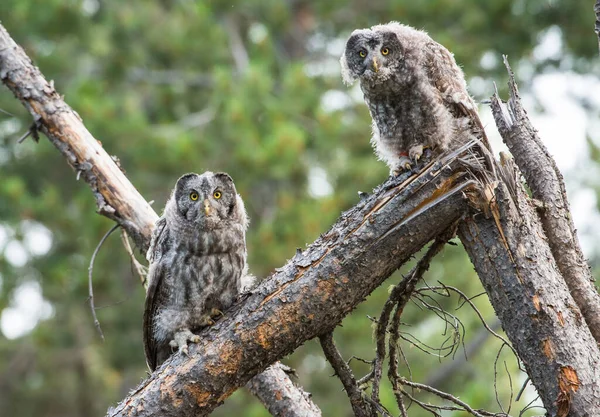 Great Grey Owls Wild Nature Alberta Canada — Stock Photo, Image