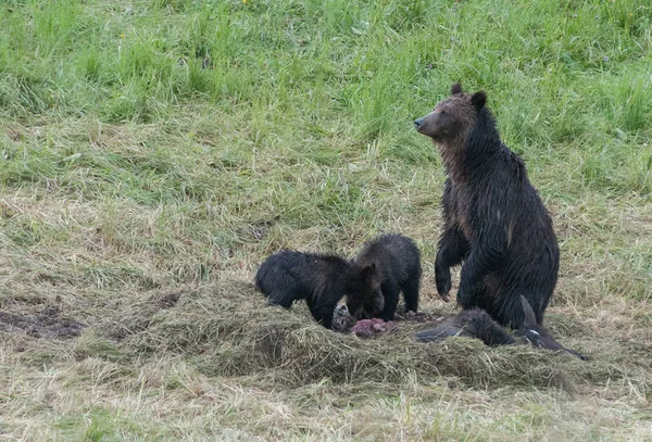 Grizzly Medvědí Rodina Divočině — Stock fotografie