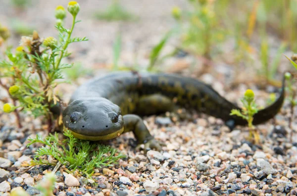 Salamandra Desierto Manitoba —  Fotos de Stock