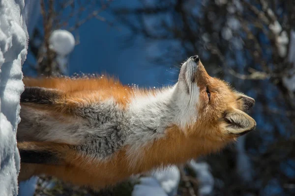 Volpe Rossa Natura — Foto Stock