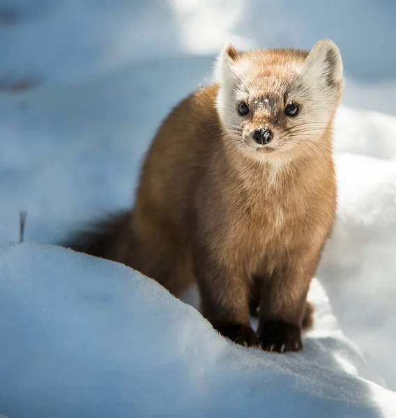 Marten Ontario Wilderness — Stock Photo, Image