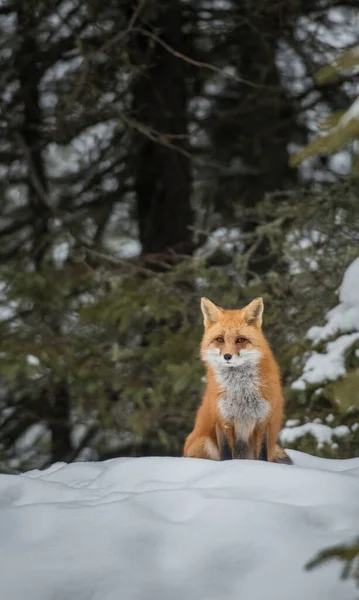 Renard Roux Dans Nature — Photo